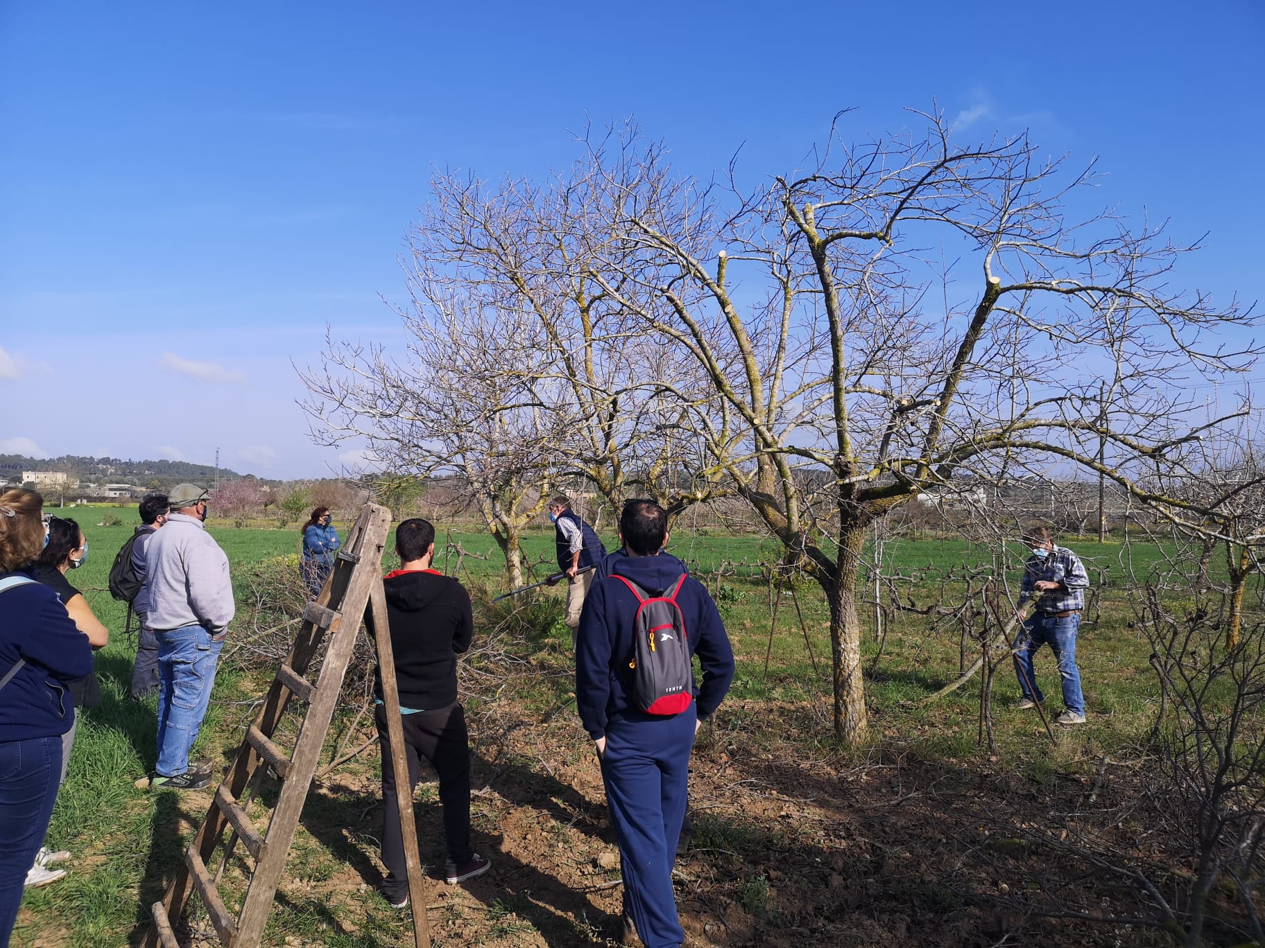 Cooperatives Agro-alimentàries organiza distintos cursos de poda –  Cooperatives Agro-alimentaries de las Islas Baleares